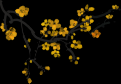 在一页页纸间温柔绽放